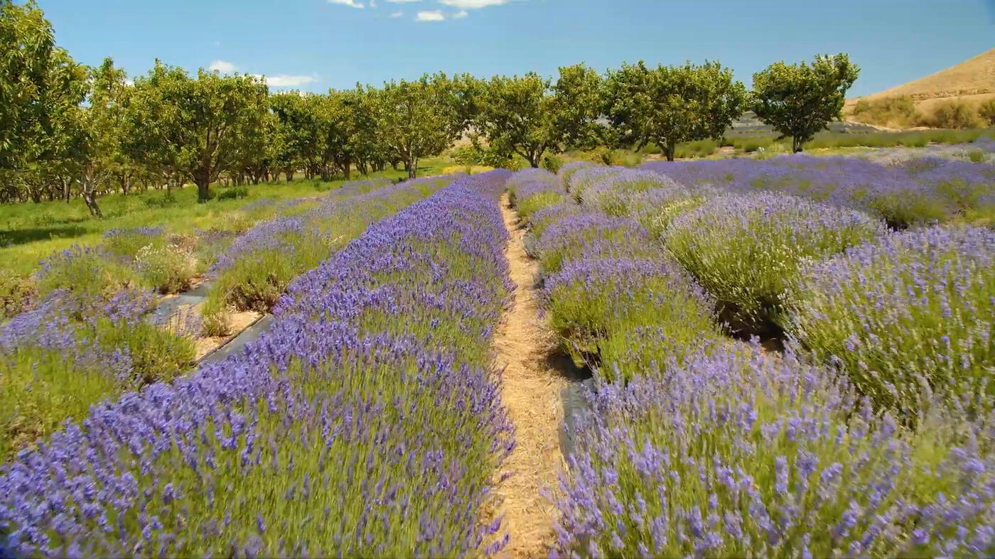 House Built from Scraps | Lavender Farm