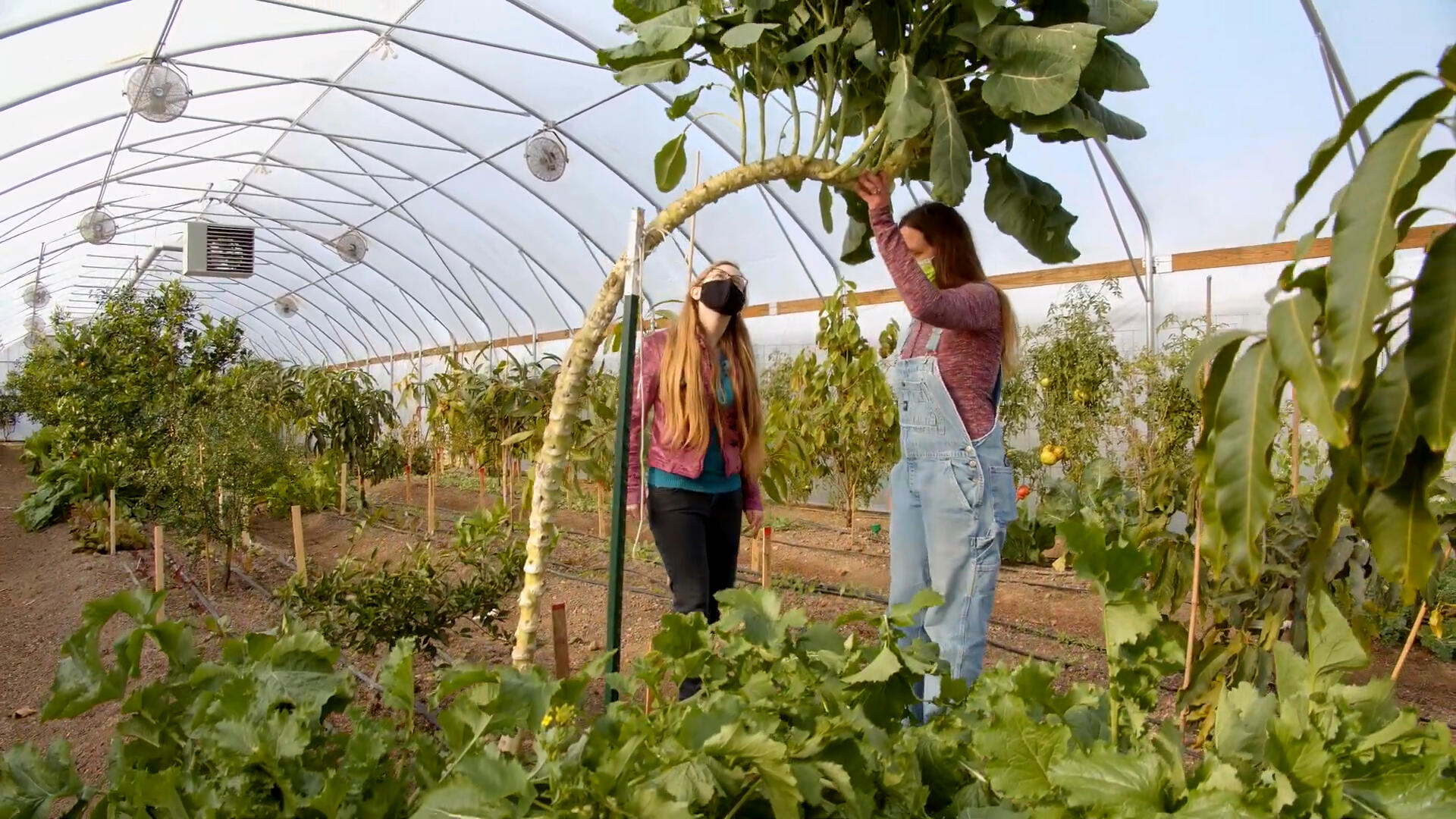 Click to see Portfolio Gallery